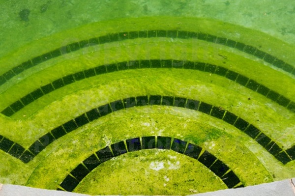 các loại tảo trong bể bơi